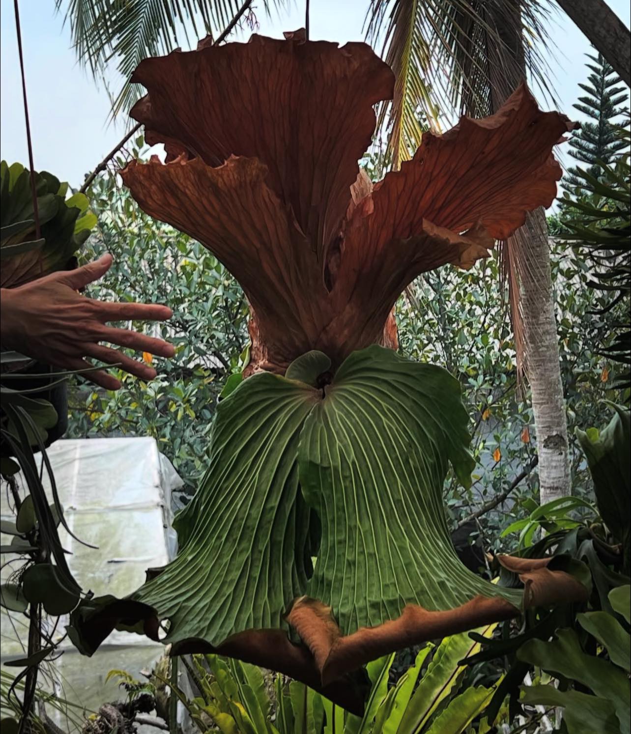Platycerium Elephantotis care and characteristics