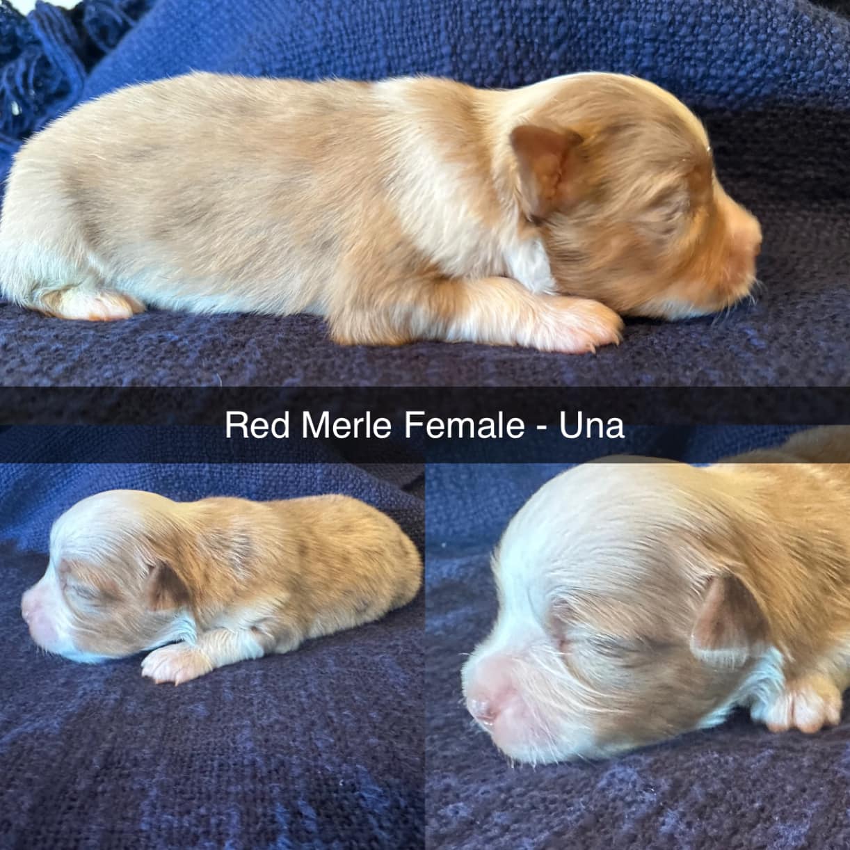 Anno... - Donati Ranch Mini American Shepherd and Mini Aussies | Facebook