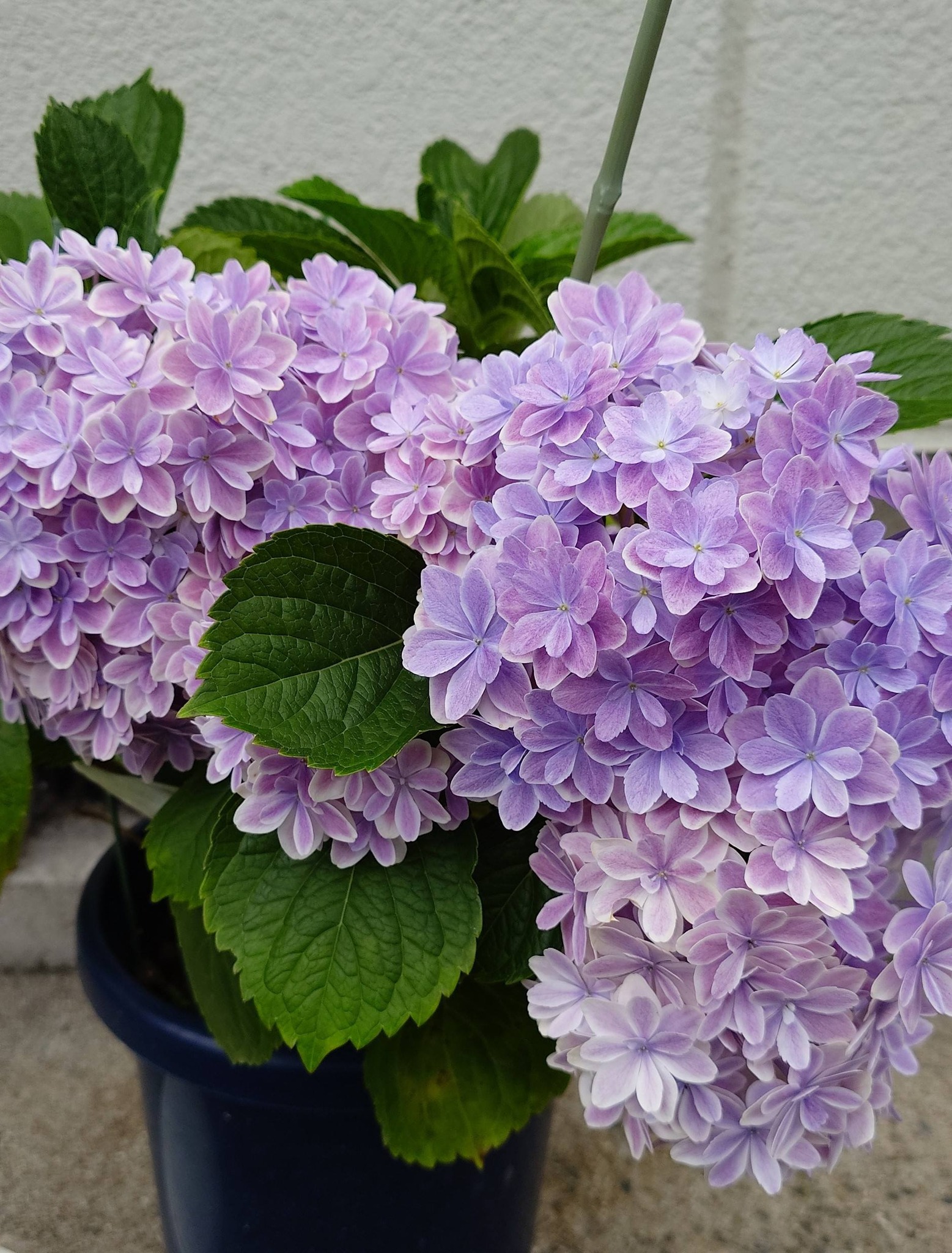 紫陽花お纏め 🥀🌼🪻🌸もう、そろそろ見納めになるかなぁ〜、❝紫陽花万華鏡