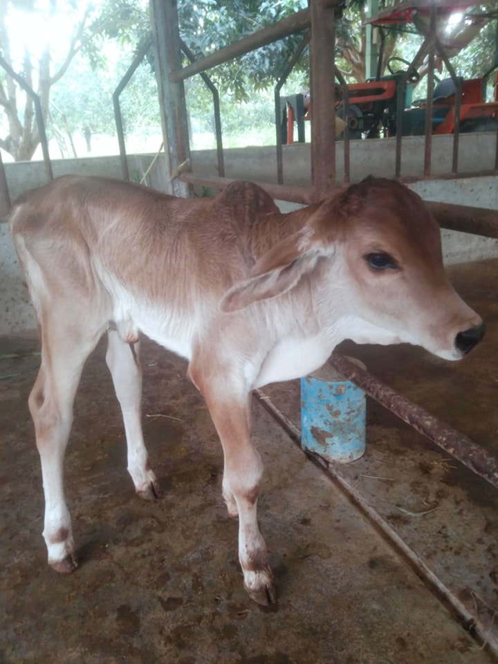 VM Cattle Ranch កសិដ្ឋានចិញ្ចឹមគោ វីអឹម | Kampot
