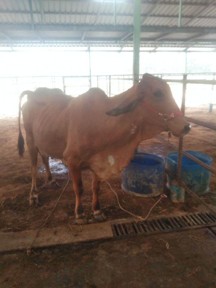 VM Cattle Ranch កសិដ្ឋានចិញ្ចឹមគោ វីអឹម | Kampot