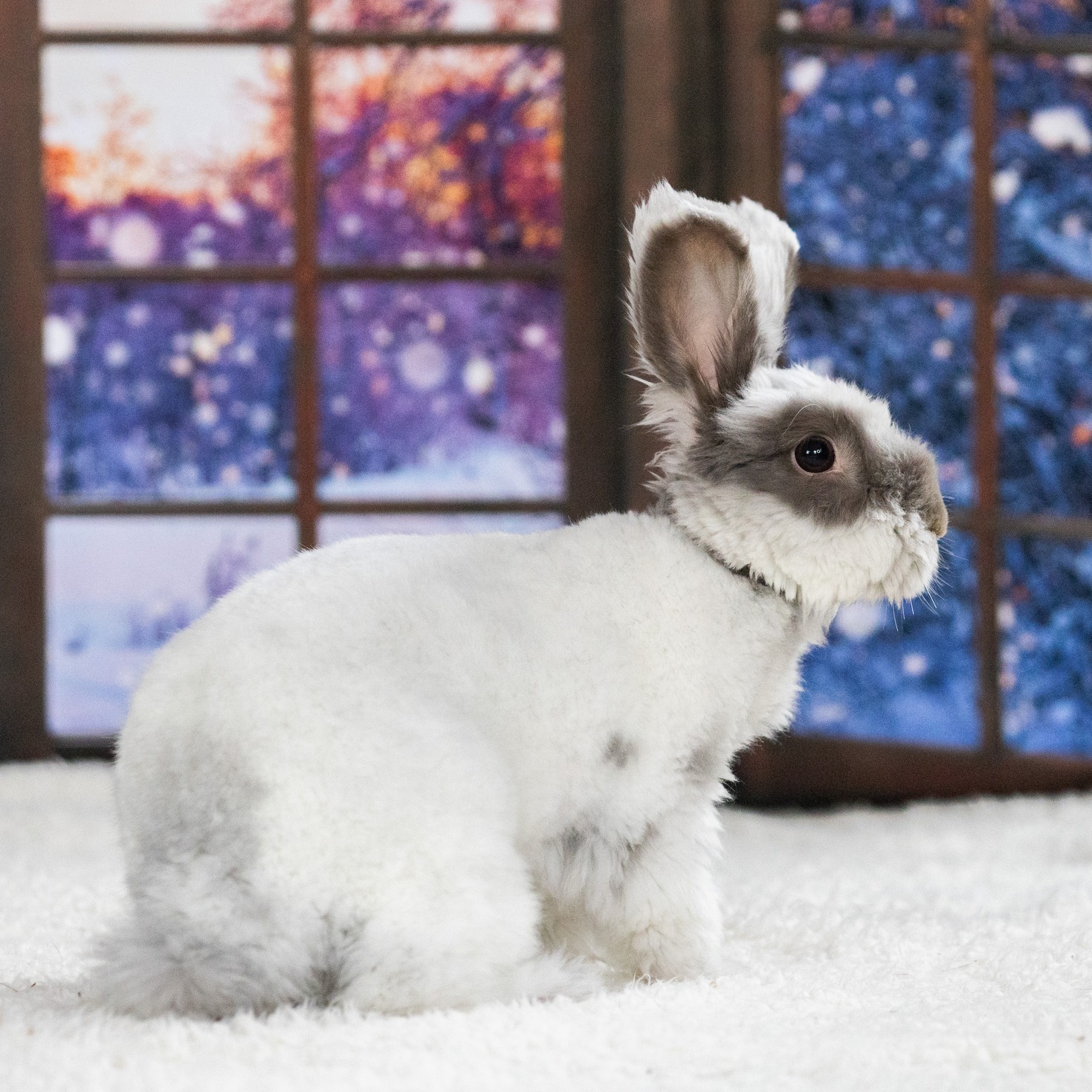 Buckeye House Rabbit Society