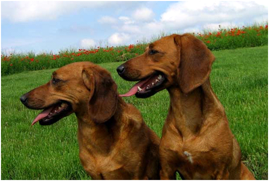 C... - Cinofilia: Expo, Prove ENCI e schede delle razze canine