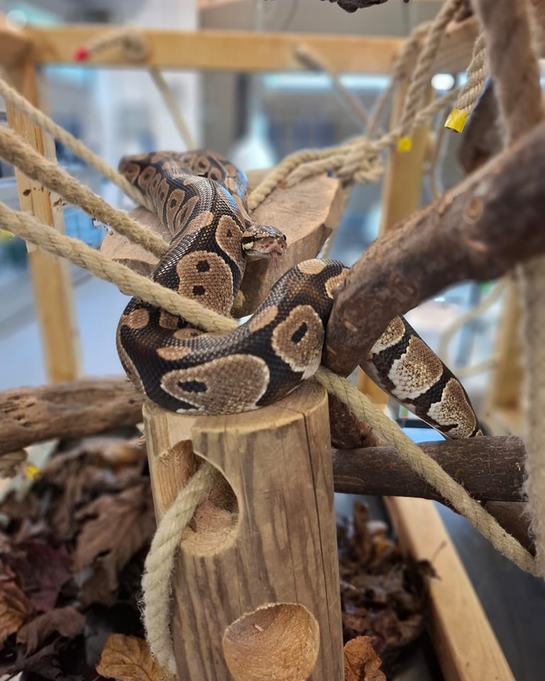 Askham - ⚠️ ENRICHMENT ALERT ⚠️ Sharoo our royal python has been ...