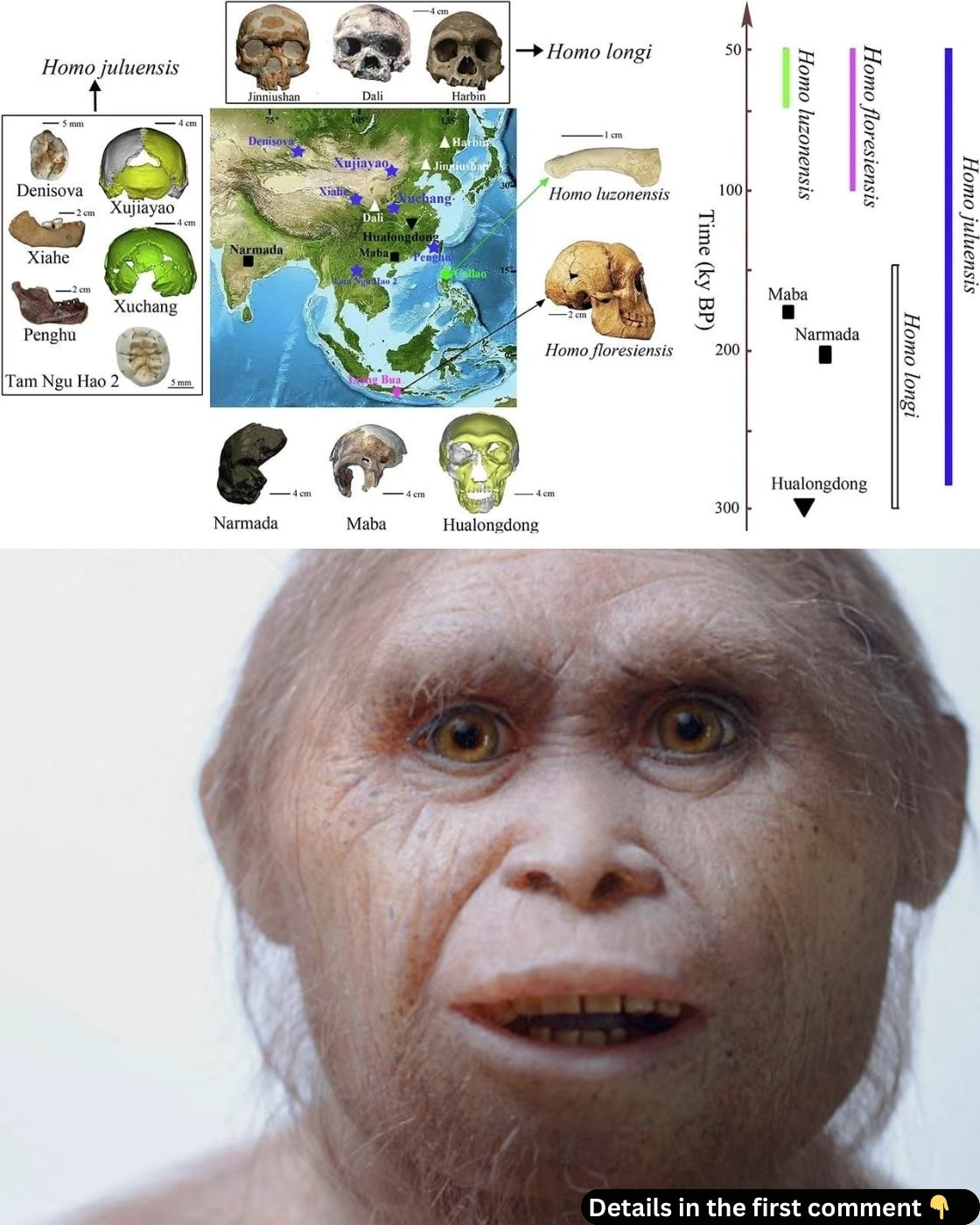 Archaeology - New Insights into Human Diversity: The Fascinating Tale ...