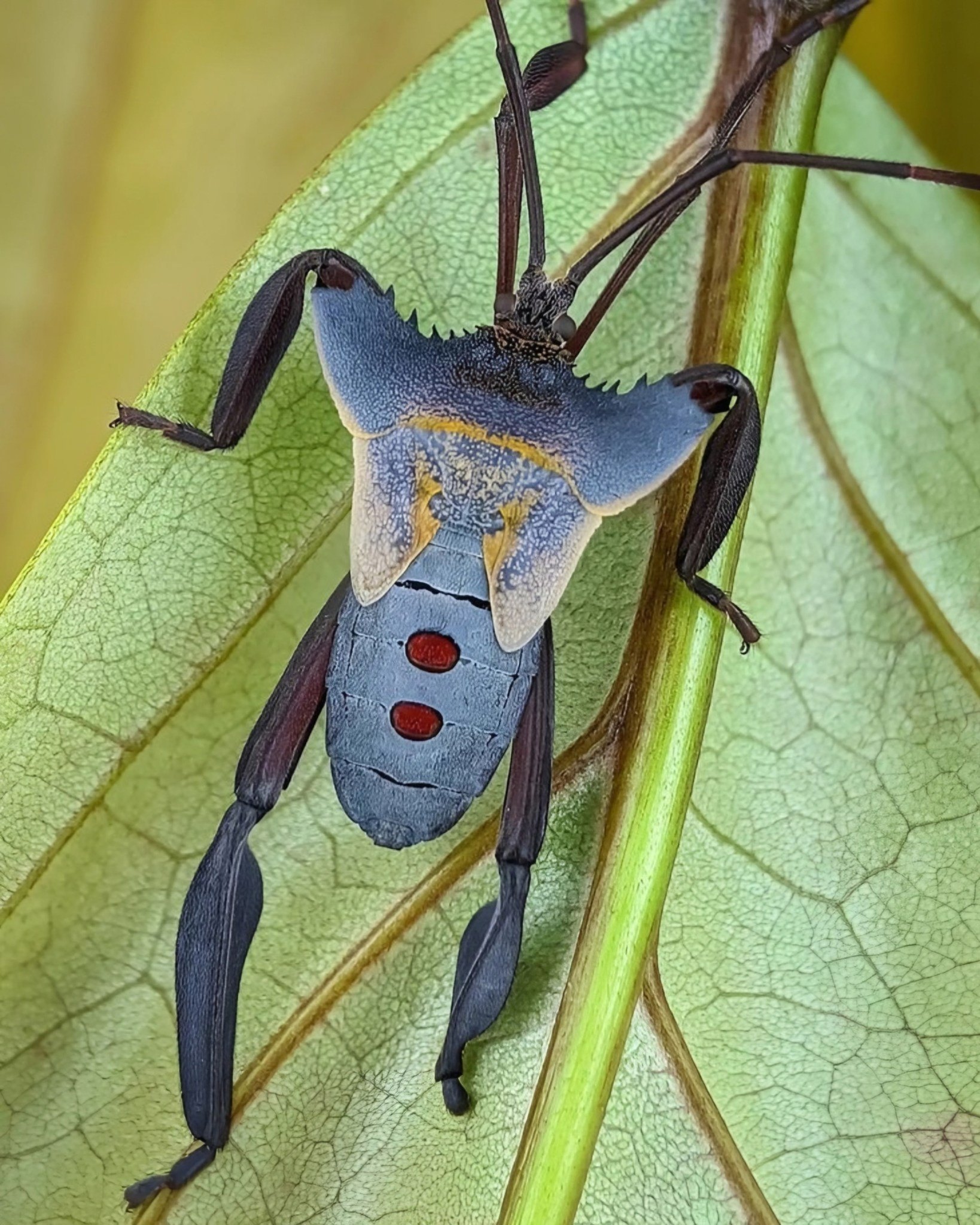 Nature - Incredible Shot of a Leaf-Footed Bug: Nature's Camouflage ...