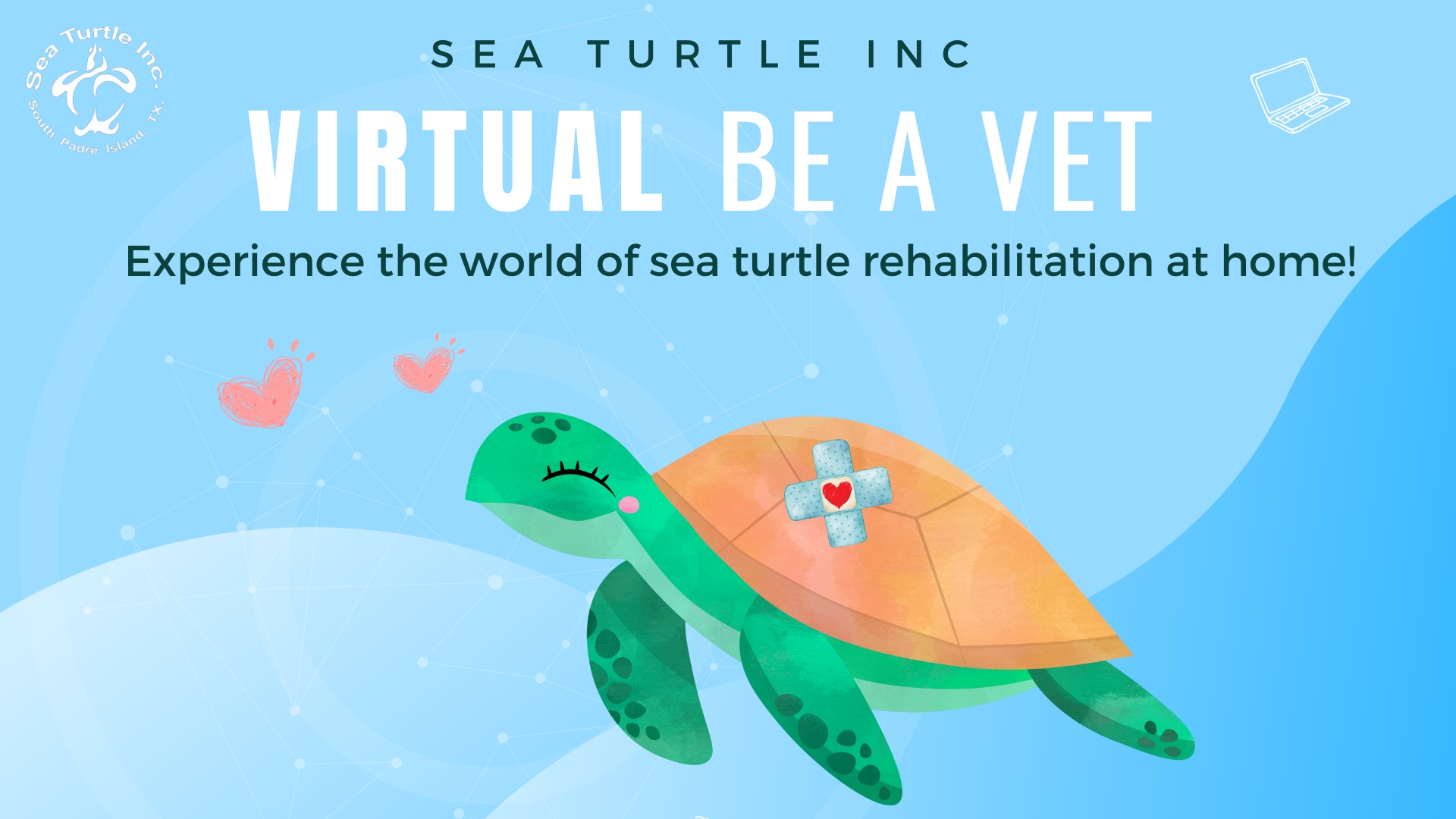 Sea Turtle, Inc - Dive into the world of sea turtle... | Facebook