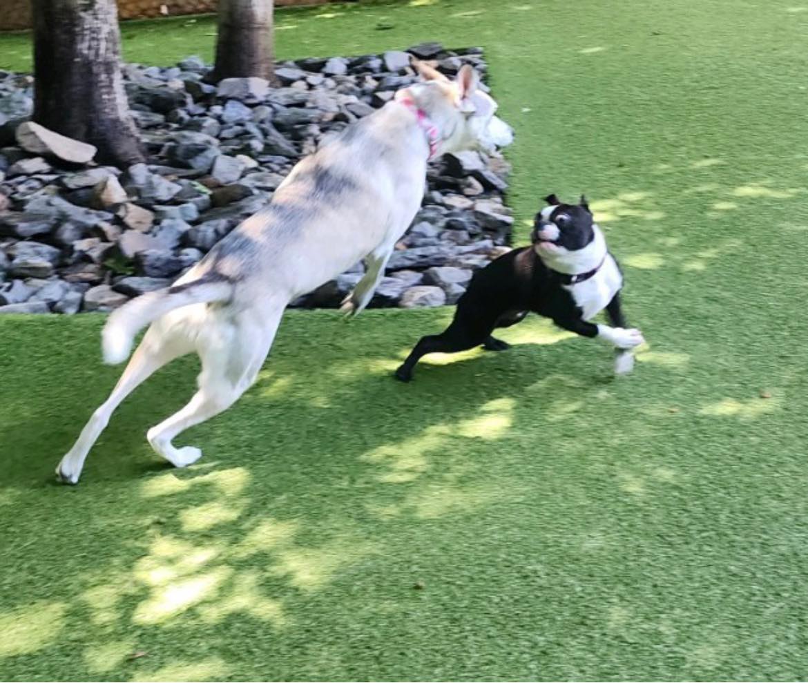 The Four Paws Inn added a new photo. - The Four Paws Inn