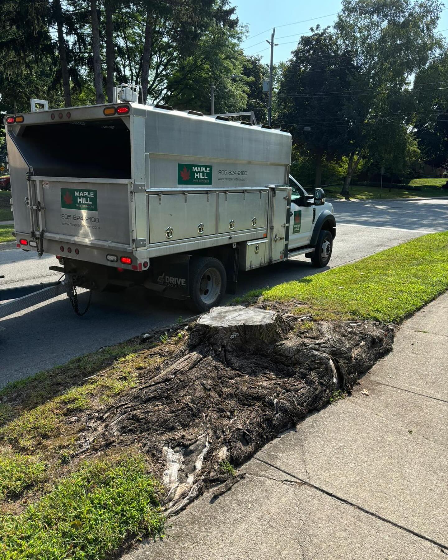 Maple Hill Tree Services | Burlington ON