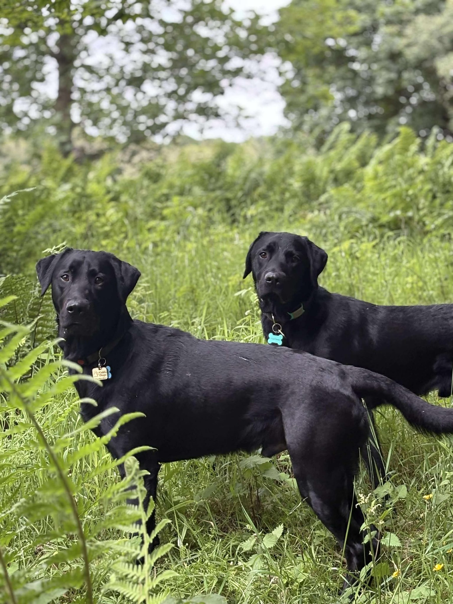 Guide Dogs Scotland | Forfar