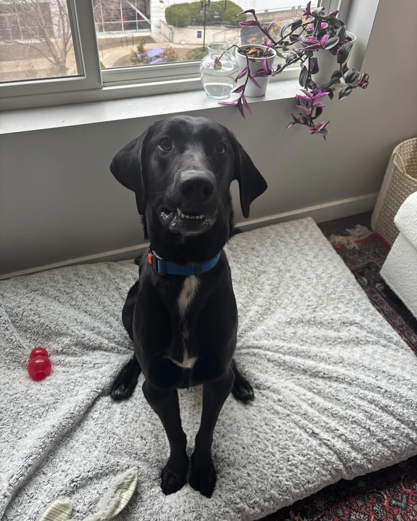 Cincinnati Lab Rescue