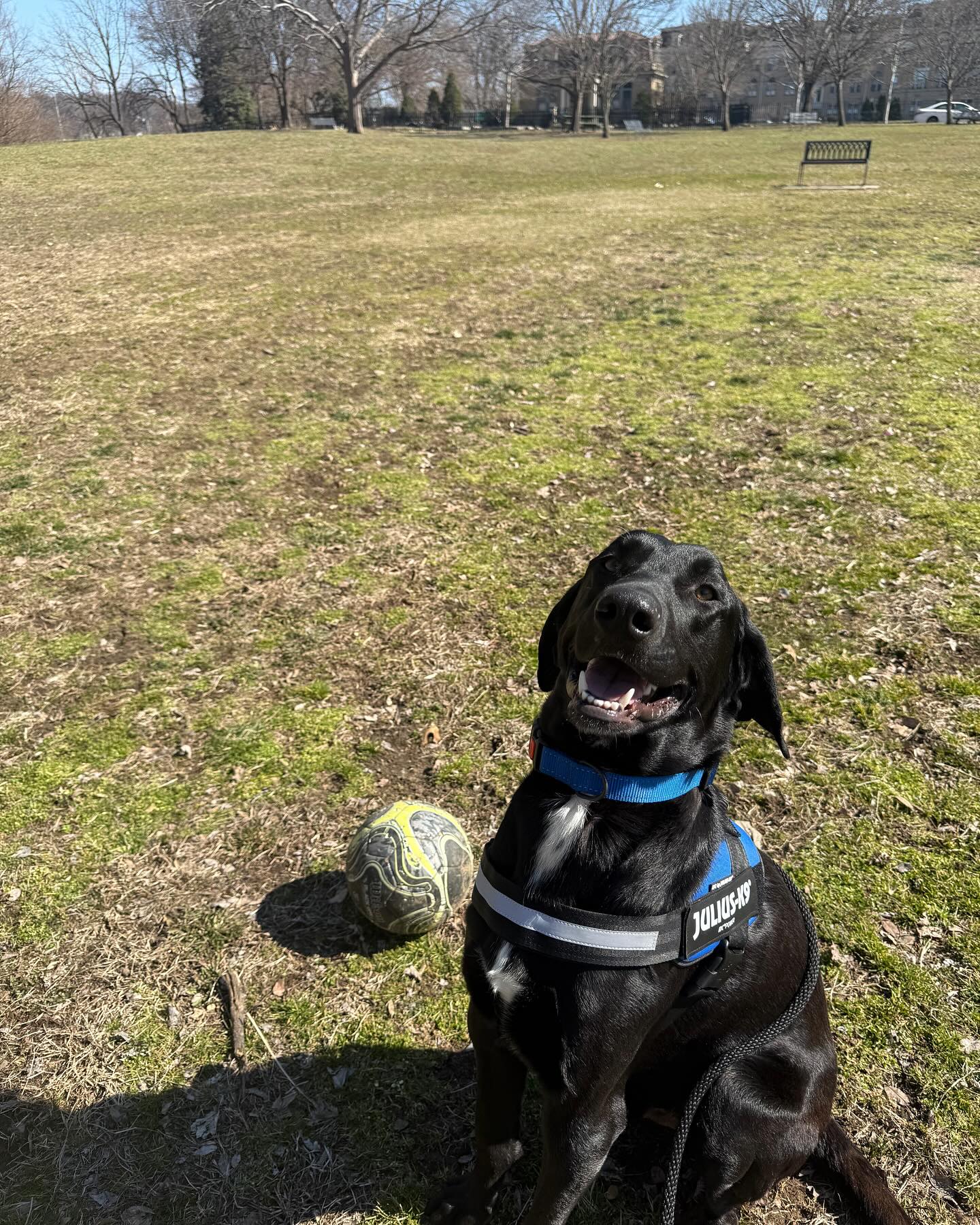 Cincinnati Lab Rescue