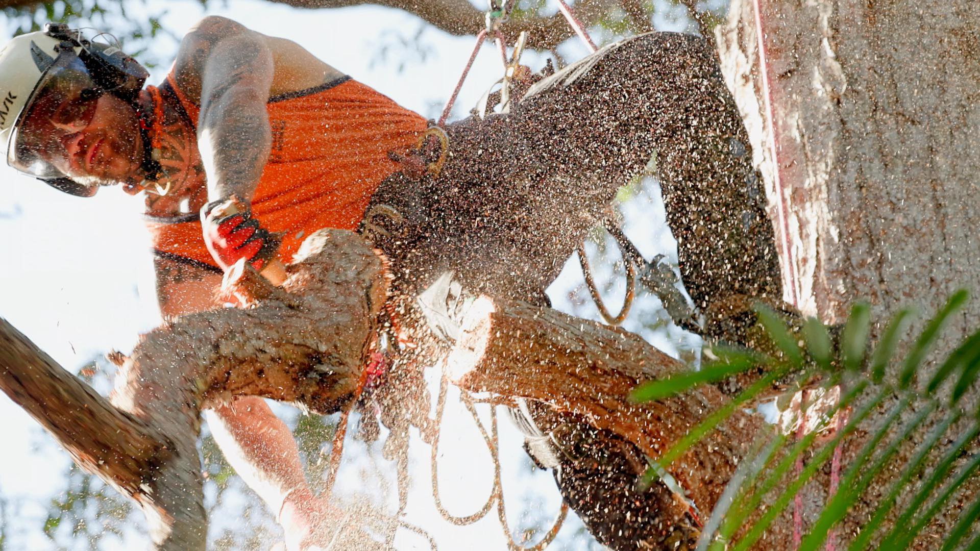 East Coast Tree Works Sunshine Coast | Sunshine Coast QLD