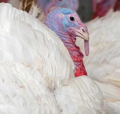 නිකොලස් කලුකුම් (nikolas Turkey ) | Facebook