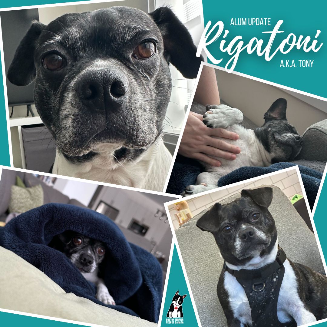 It’s been four months since... - BOSTON TERRIER RESCUE CANADA | Facebook