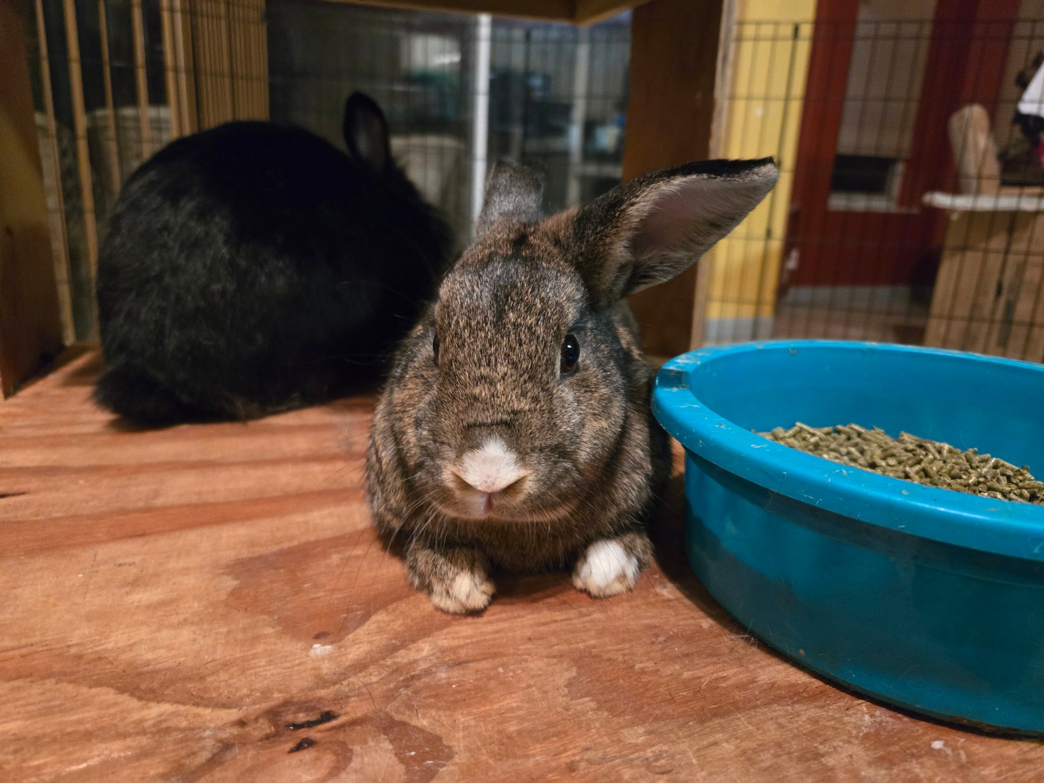 Hops-A-Lot