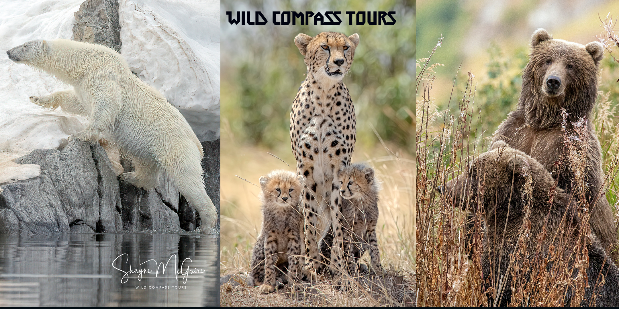 Wild Compass Photographic Adventure Tours