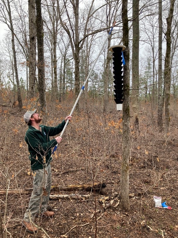 Georgia - Spring trapping for Southern pine beetle has begun! Learn ...