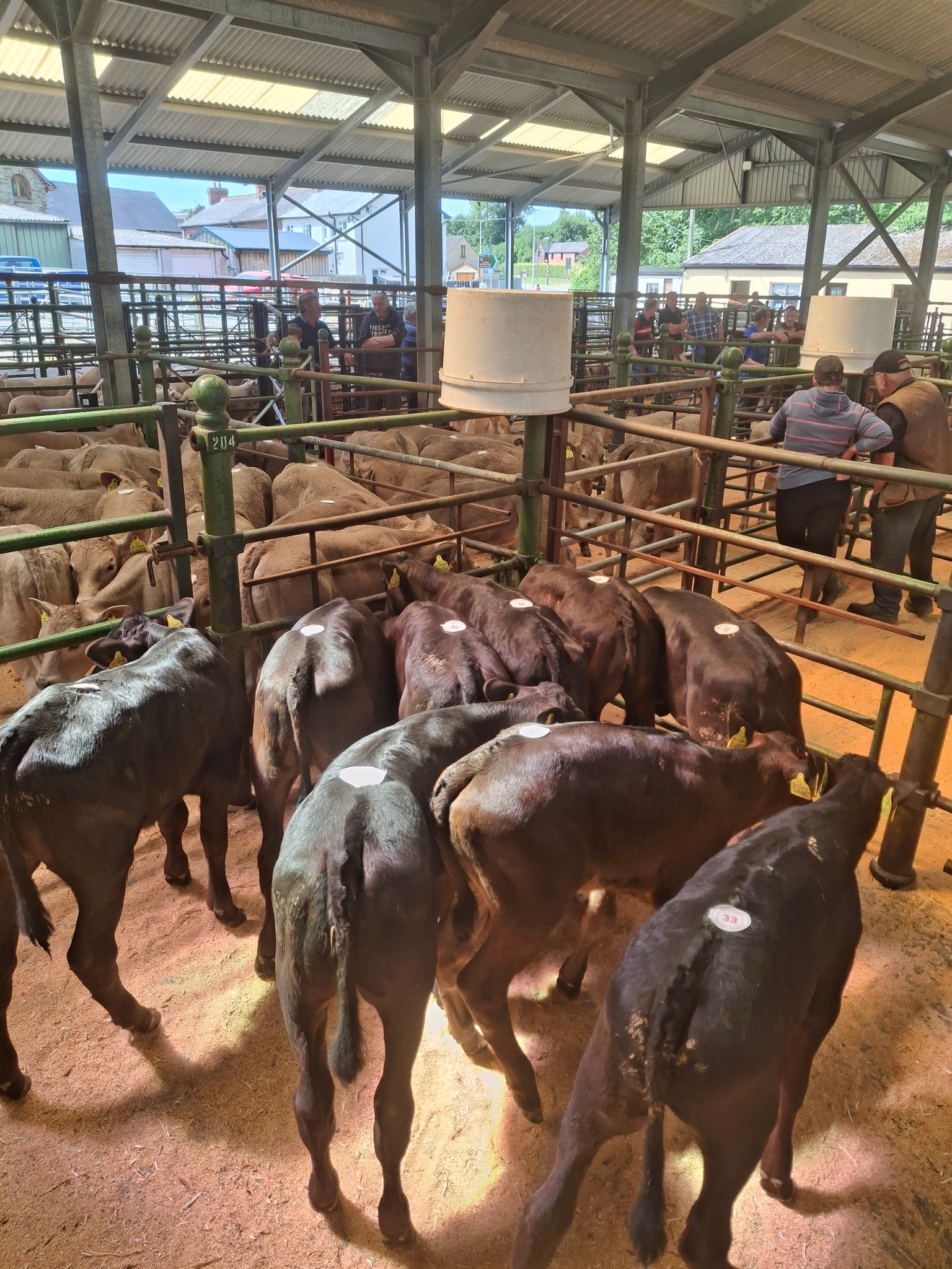 Sunderlands - 📆FRIDAY 11TH JULY 🌟TALGARTH REARING CALF REPORT 📌 32 ...