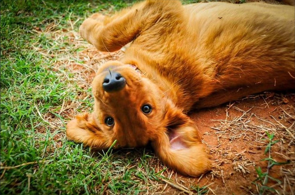 TUX Goldens