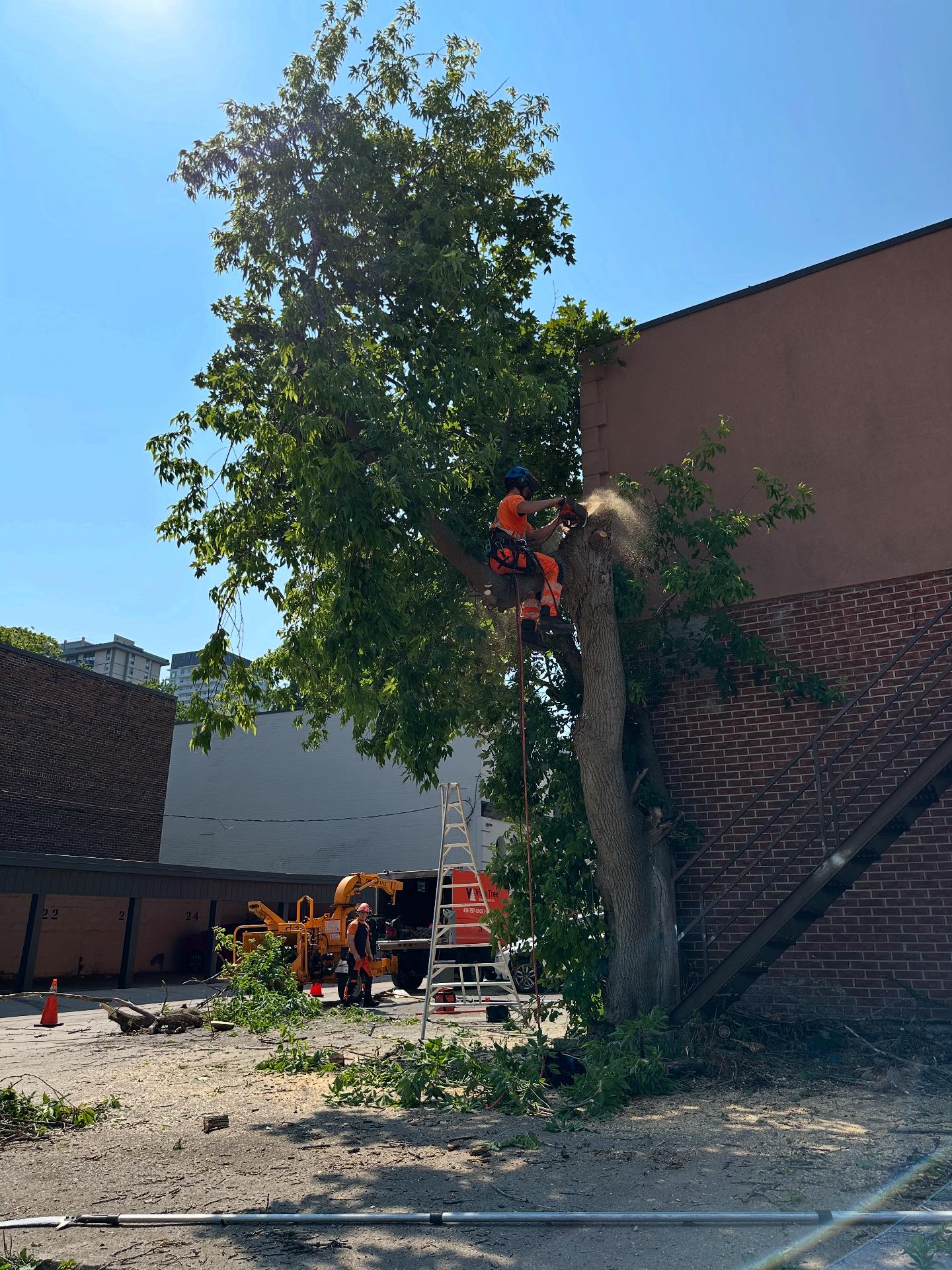 Vista Tree Management | Toronto ON