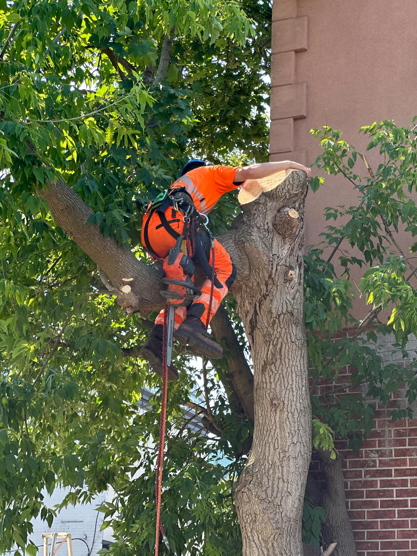 Vista Tree Management | Toronto ON