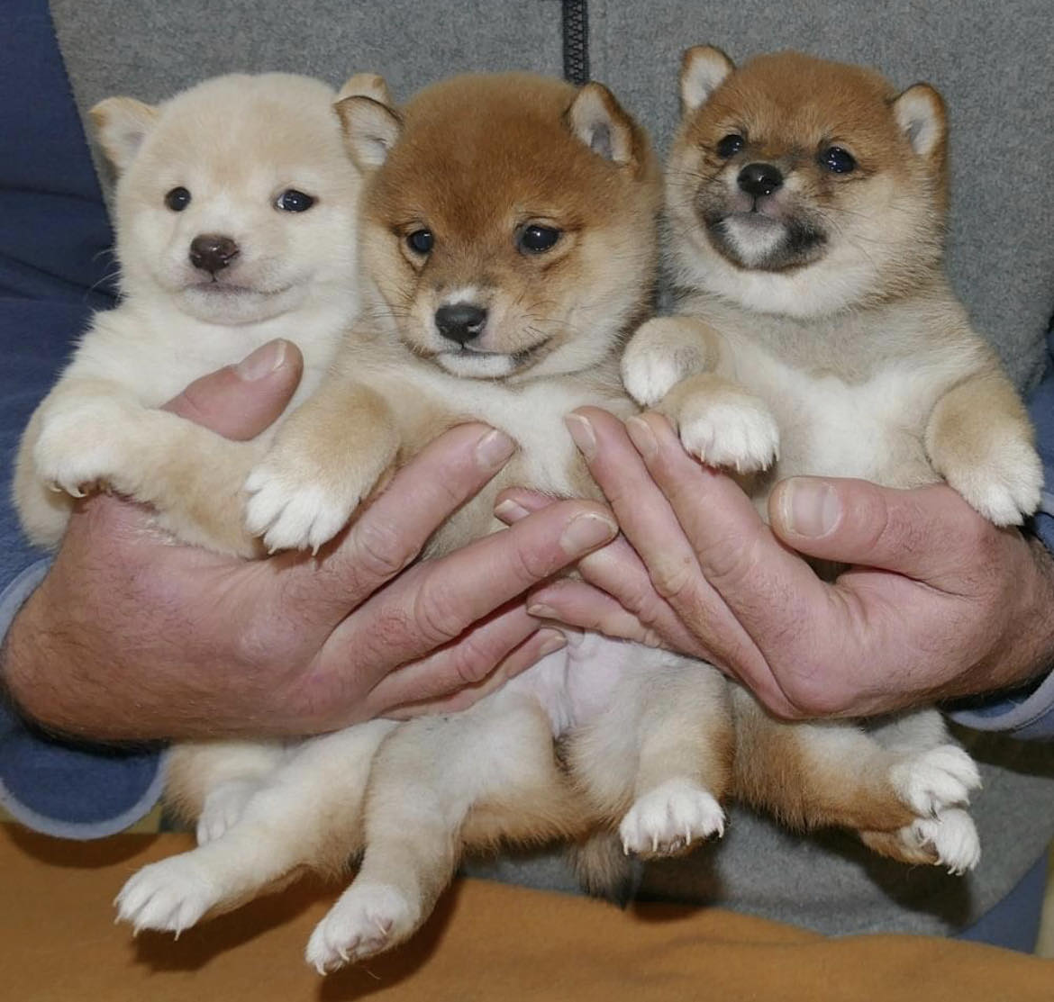 élevage De Percyval Elevage De Shiba Inu