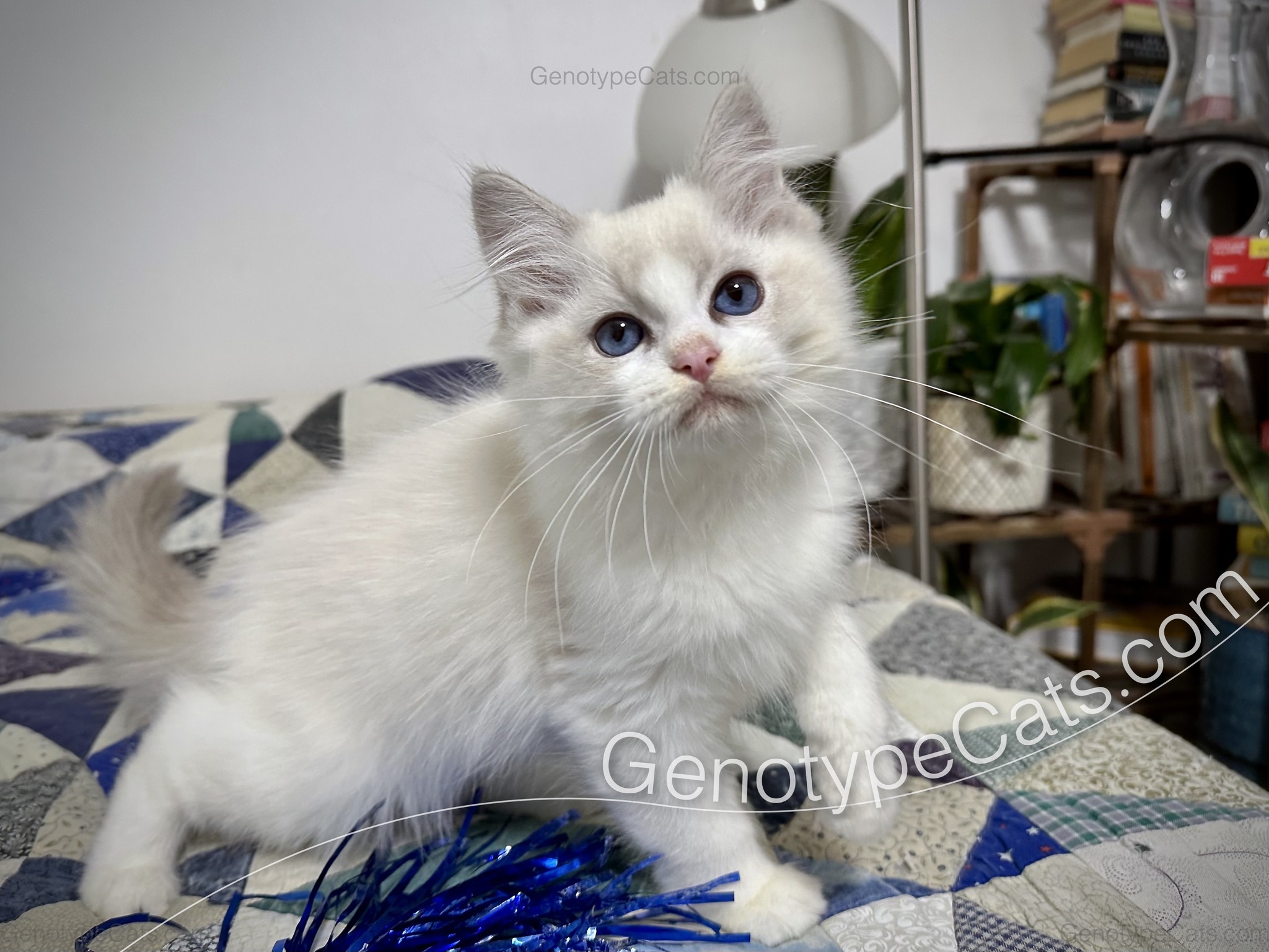 Genotype Cats - Ragdoll Cats Group | Look at that perfect bicolor split ...