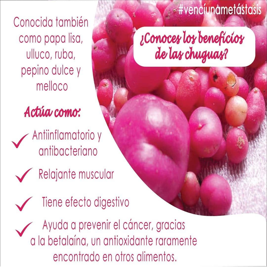 El olluco o chugua es un... - Dra. Blanca Alarcón Menjura