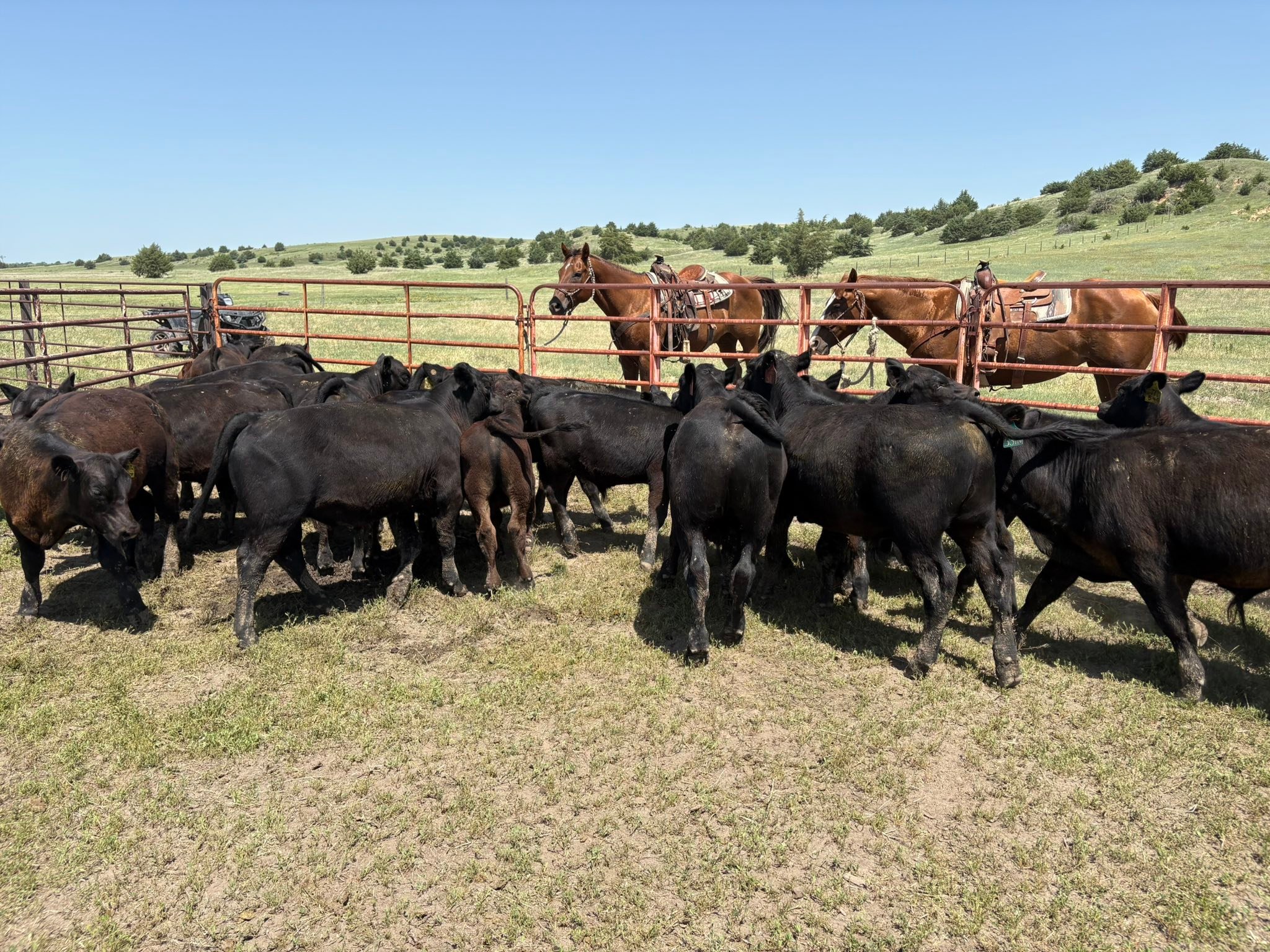 Dethlefs Angus Ranch | Ravenna NE