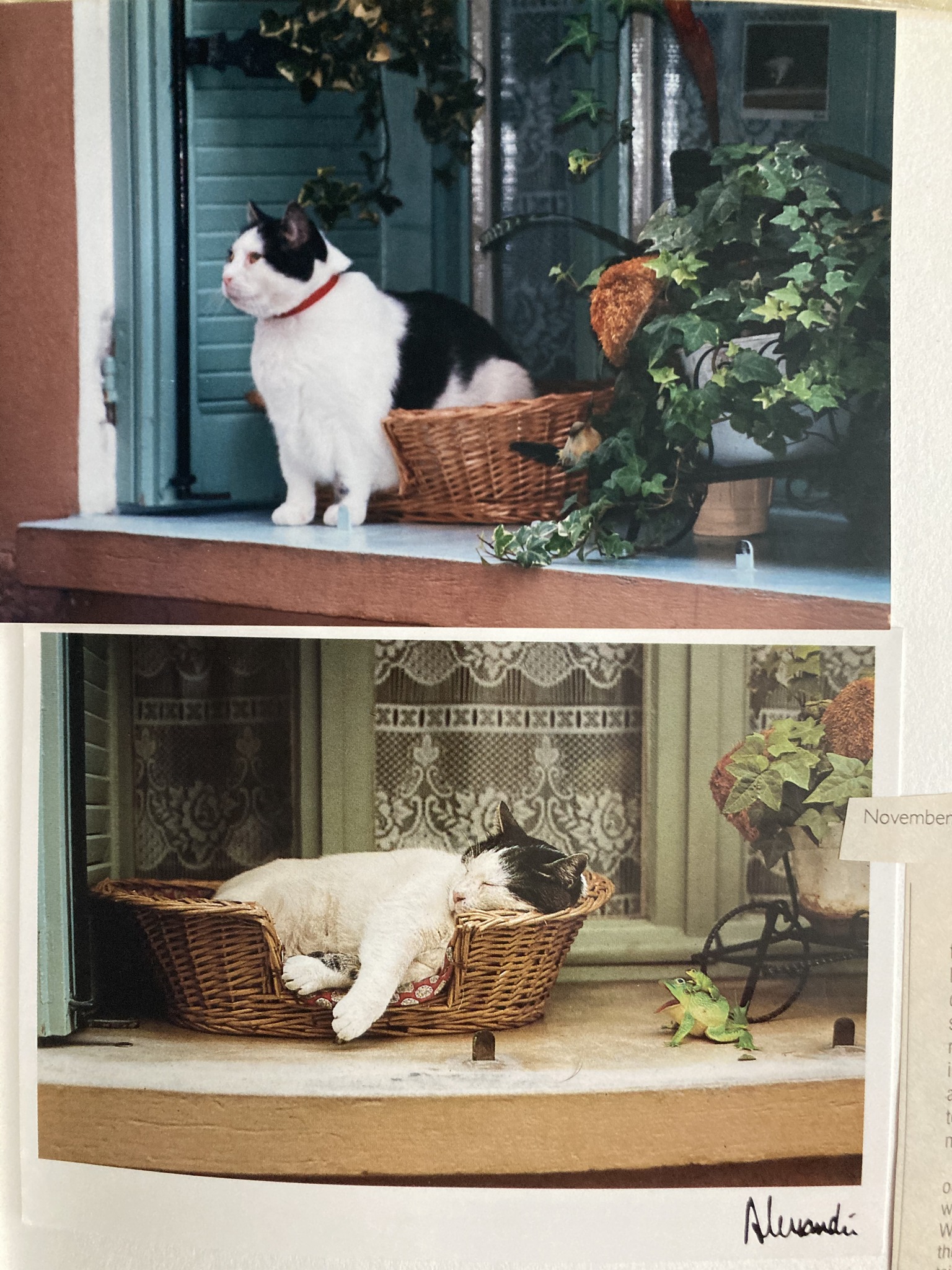 Cat spotted in a French village window