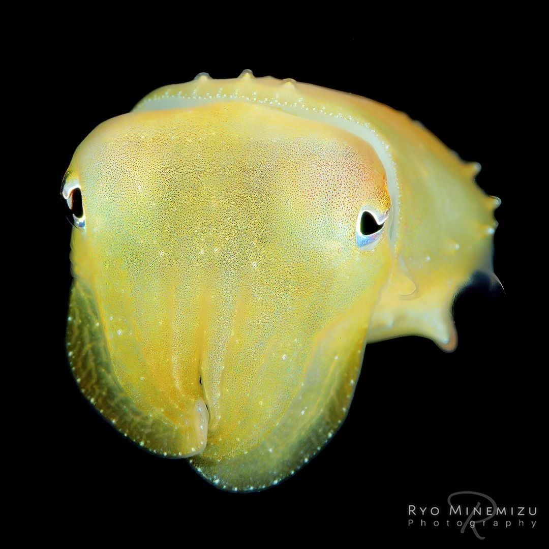 Ocean - A juvenile broadclub cuttlefish with gentle eyes was floating ...
