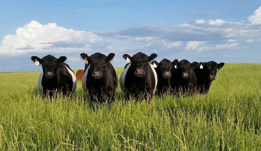 Wagner Farms | Tipton IA