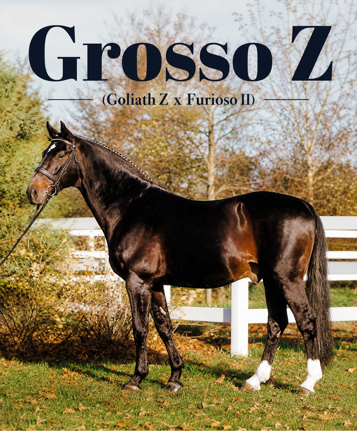 Grosso Z: The Hanoverian Stallion Who United Jumping Power and