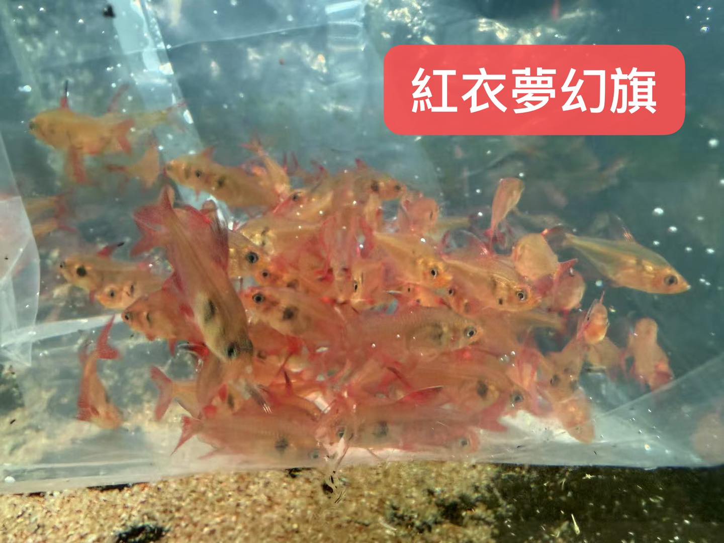 荃灣水族情迷aquadesign added a new photo. - 荃灣水族情迷aquadesign