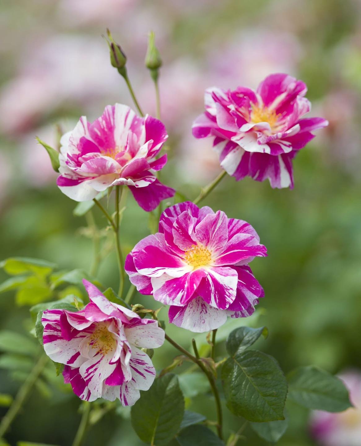 Humber - We are delighted to be one of the very first to share with you ...