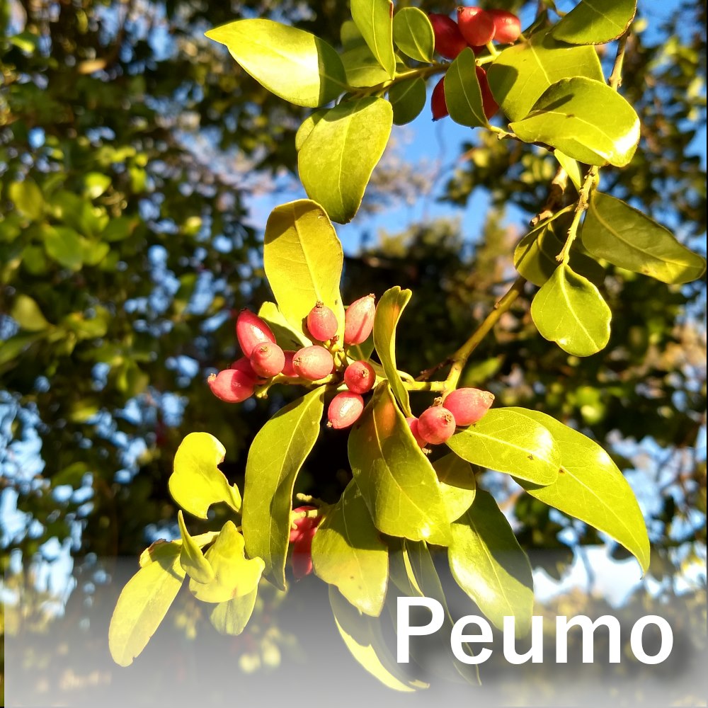 Patrimonio Mapuche de Pukon - Los árboles nos dan aire, sombra y comida ...