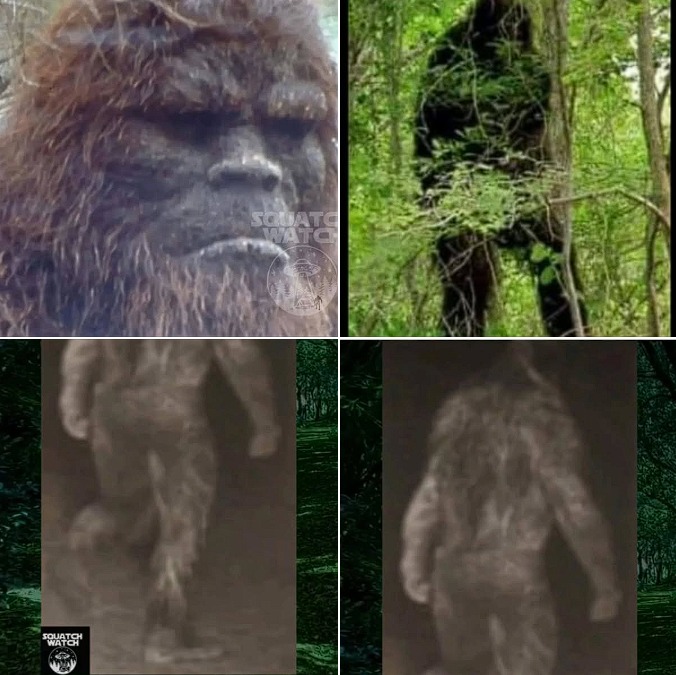 Sitting - These rare images were captured by a former U.S. Forest ...