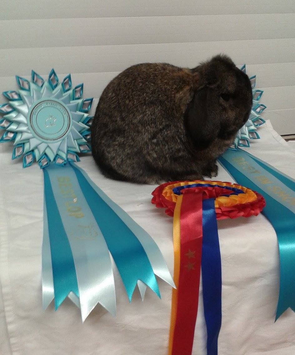 Bristol Rabbit Club