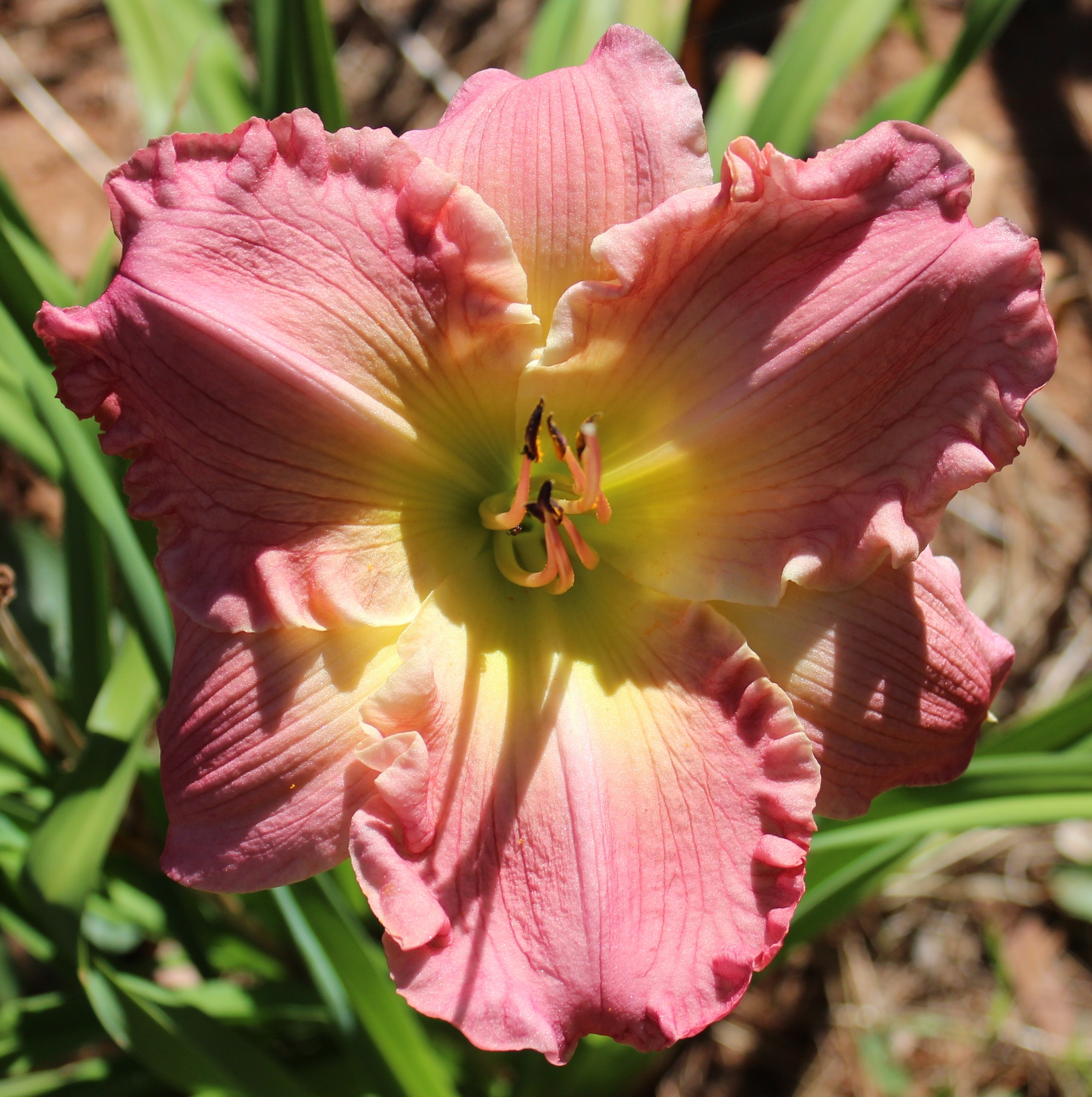 Potinara Duh's Fantasy 'Mellow' FCC/AOS (Pot. Sally Taylor x Blc