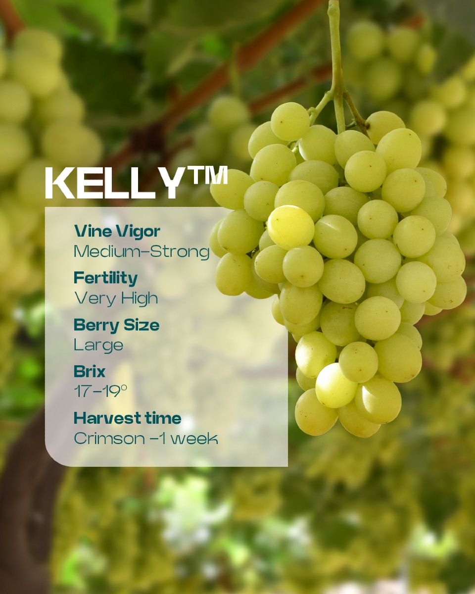 BLOOM FRESH - Meet Kelly™ – a late-season white variety... | Facebook