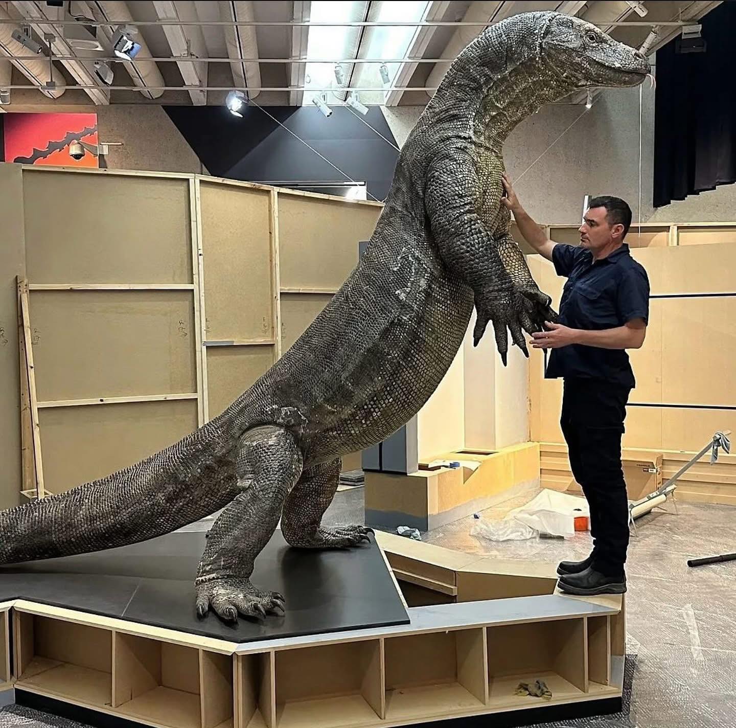 Intriper - Megalanya, un lagarto gigante extinto que vivió en Australia ...