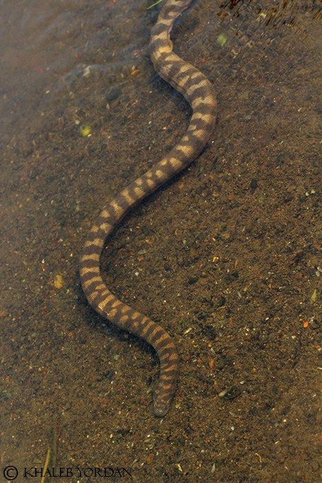 Field Herping Indonesia (FHI) | Bogor