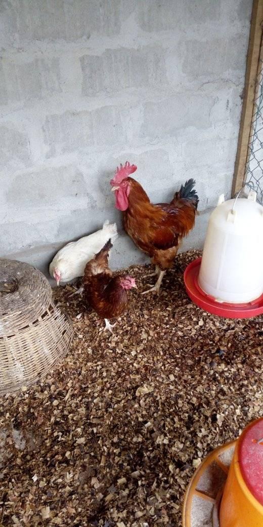 poulets-goliaths-vendre