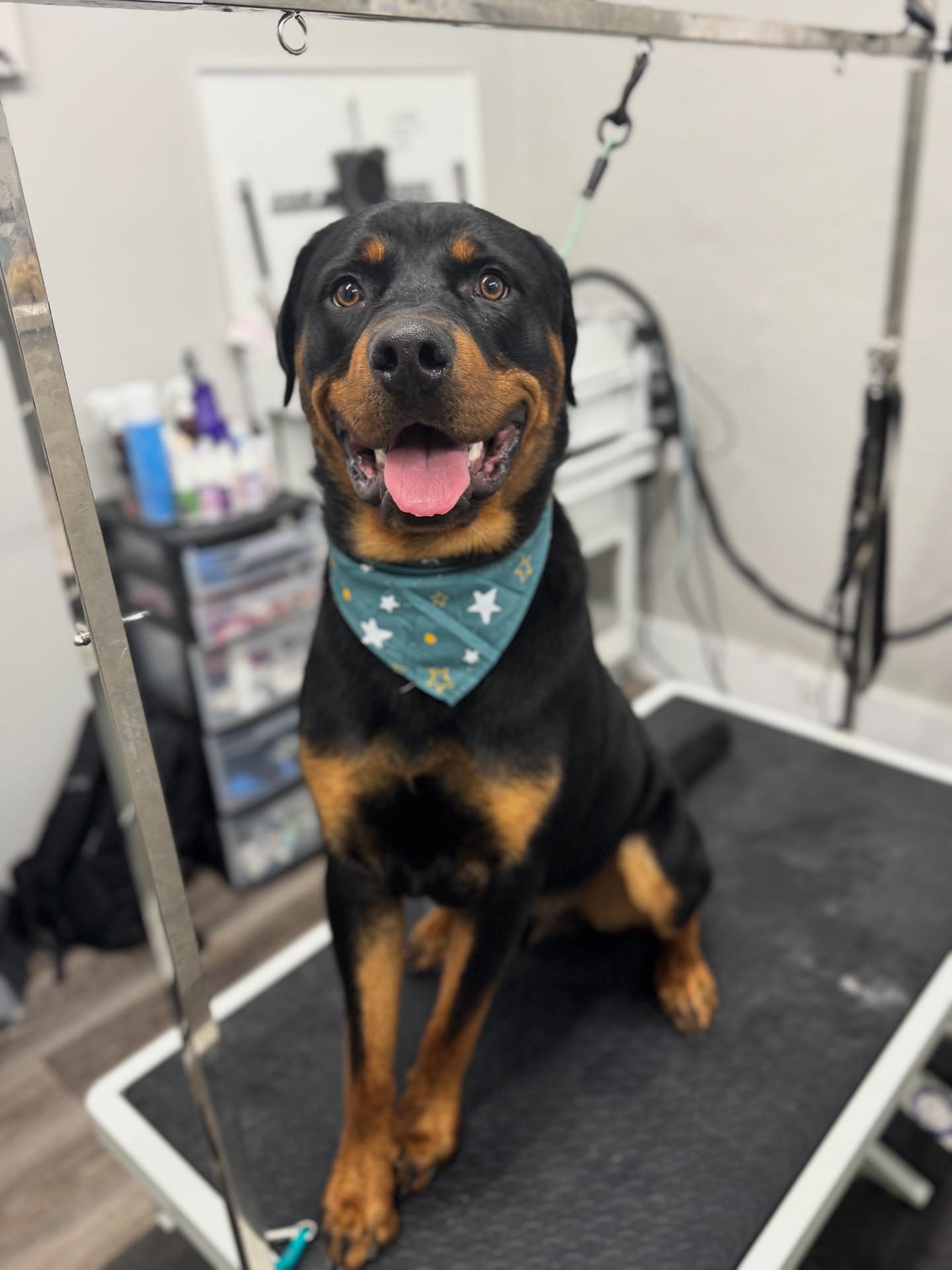 Beyond - Franky —————————- #rottie #rottweiler #deshed #utahdogs #utah ...