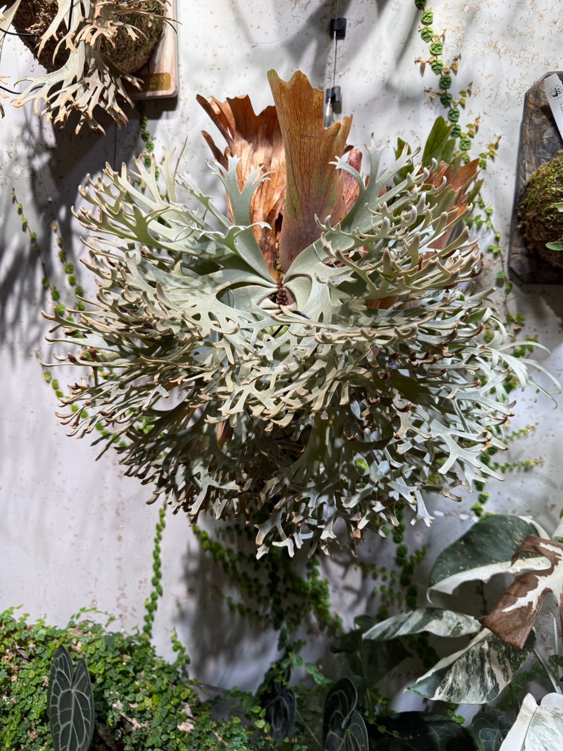 🌿ビカクシダ好きの皆さんにお知らせ🌿 ✨アイスンスポア ✨ムーン
