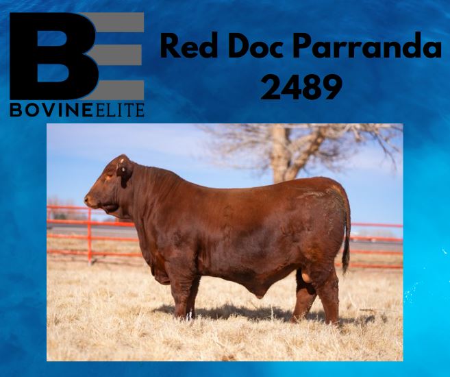 Bovine - New Santa Gertrudis Bull!! Red Doc Parranda 2489 Sire-Red Doc ...