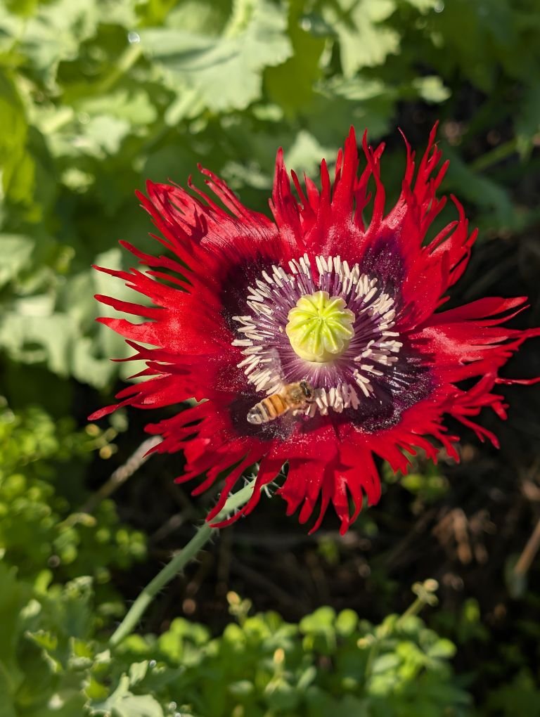Bee'n Happy Farms | Backus MN