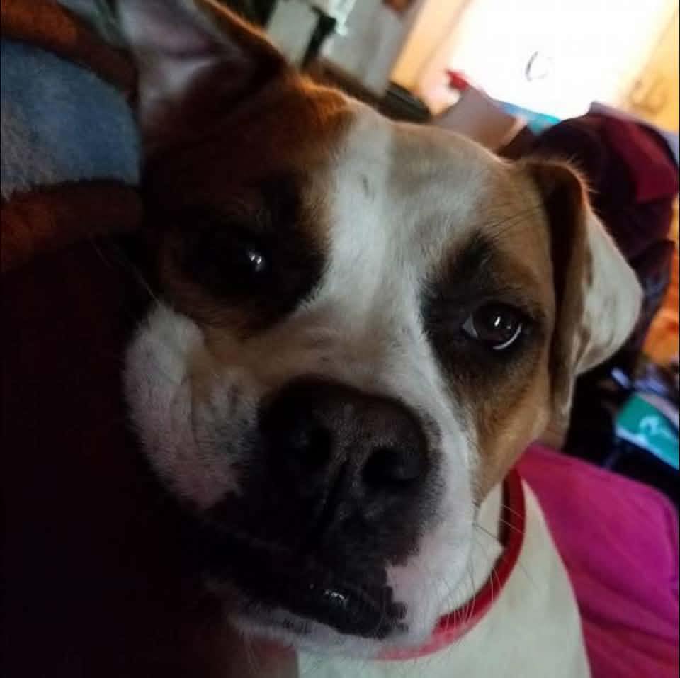 🚨 AVAILABLE FOR ADOPTION 🚨 Meet Chewy 🐶🤍 Don’t let the name fool you—he ...