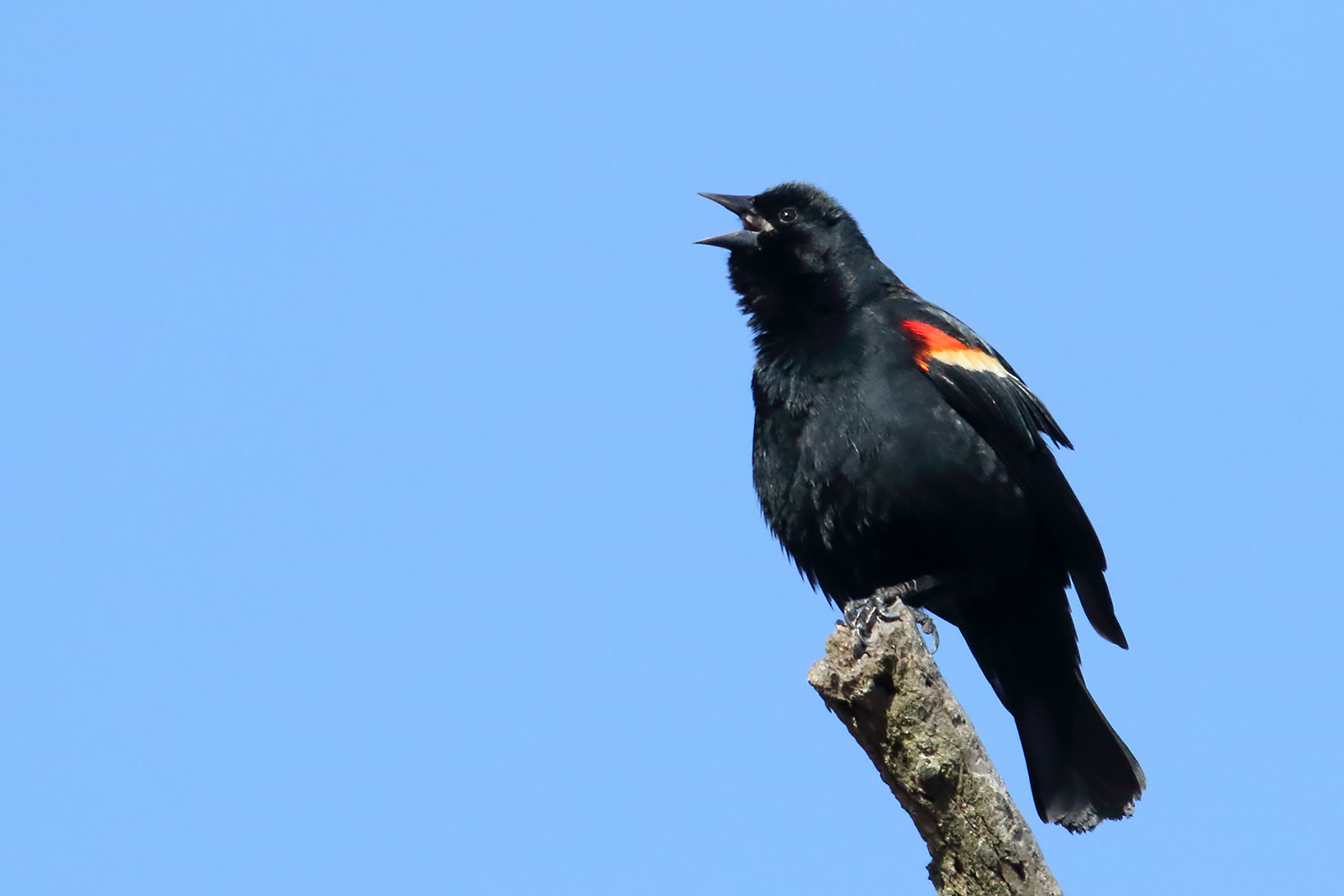 U.S. - Can you hear it? 🎶Conk-la-ree!🎶 While red-winged blackbirds can ...